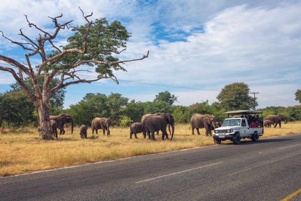 elephants in Cbobe National Park - what to wear on Safari in Botswana