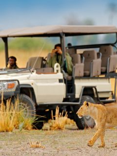 Lion in Botswana in front of jeep - what to wear on Safari in Botswana