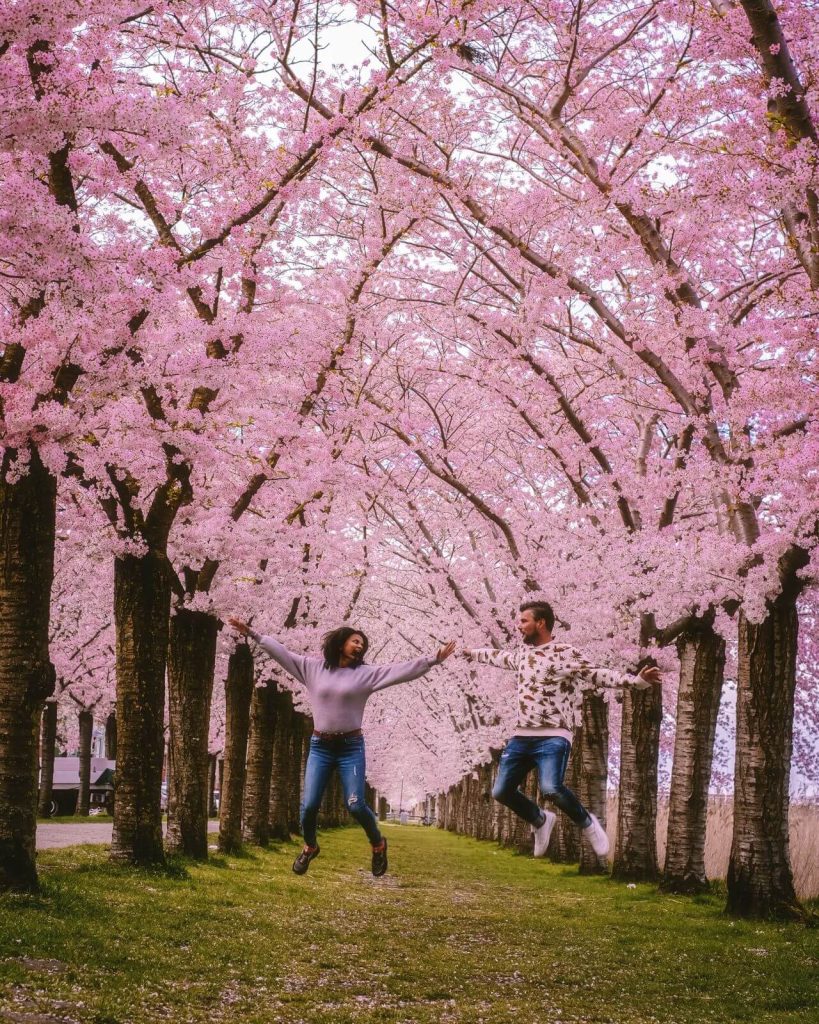 Couple at Cherry Blossoms in Amsterdam in May