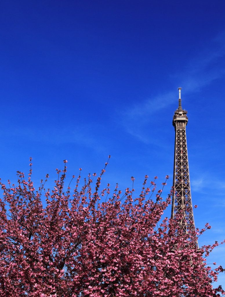 Eiffel Tower and cherry blossom