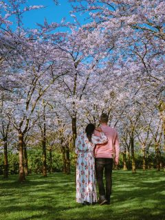 Couple looking at cherry blossoms in Spring
