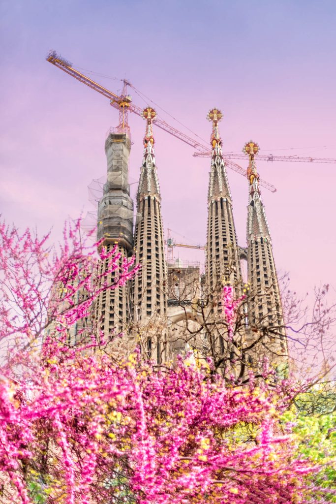 View of cherry blossom and Sagrada Familia in Barcelona in March