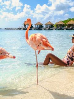 Woman lying in sea next to two flamingoes on flamingo beach in aruba with huts in background