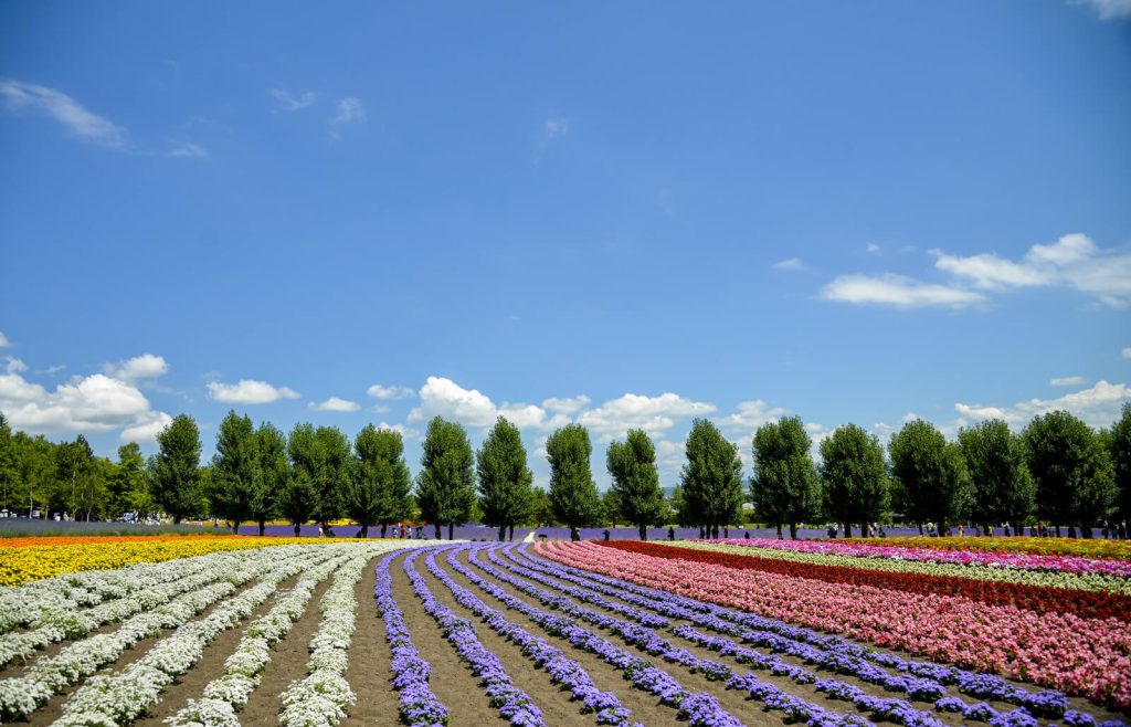 Flower fields at Tomita Farm, in Hokkaido in Summer