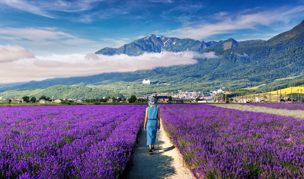 Women walking through lavender fields in Hokkaido in Summer