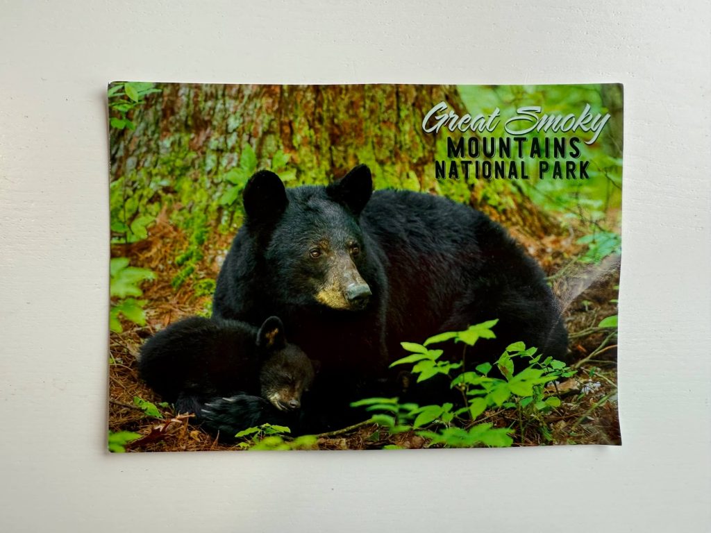 Postcard ot 2 bears in the Great Smoky np